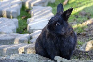 最高のマインクラフト 元の黒い うさぎ 夢占い